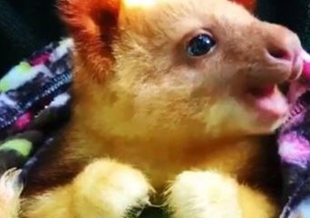 Baby Tree Kangaroo Snuggles Up in Warm Blanket With a Snack