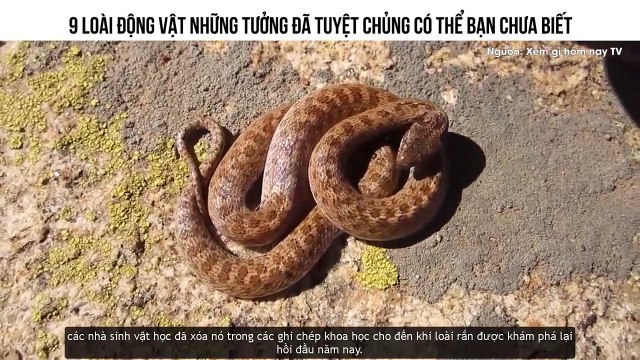 9 LOÀI ĐỘNG VẬT NHỮNG TƯỞNG ĐÃ TUYỆT CHỦNG CÓ THỂ BẠN CHƯA BIẾT