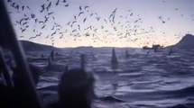Сотни касаток и тысячи птиц)