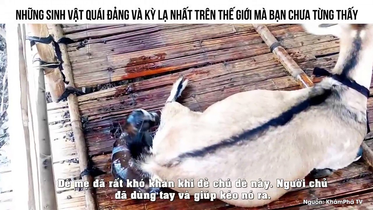 NHỮNG SINH VẬT QUÁI ĐẢNG VÀ KỲ LẠ NHẤT TRÊN THẾ GIỚI MÀ BẠN CHƯA TỪNG THẤY