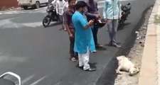 Hindistan'da İşçiler Yolda Uyuyan Köpeğin Üstüne Asfalt Döktü, Hayvanseverler Ayağa Kalktı