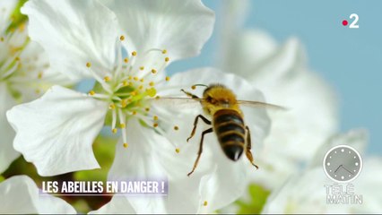 Faune - Les abeilles