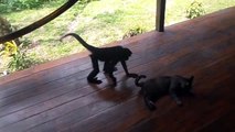 Monkeys and Animals  Cute Monkeys Playing With The Animals (Part 1) [Epic Laughs]