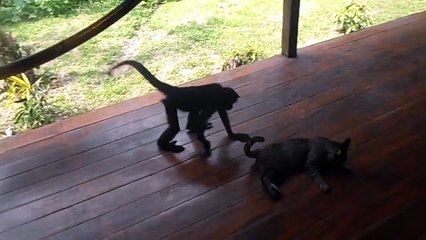 Download Video: Monkeys and Animals  Cute Monkeys Playing With The Animals (Part 1) [Epic Laughs]