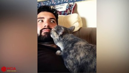 Funny Cats Playing With  Owner's Beard | Top Cats Video Compilation