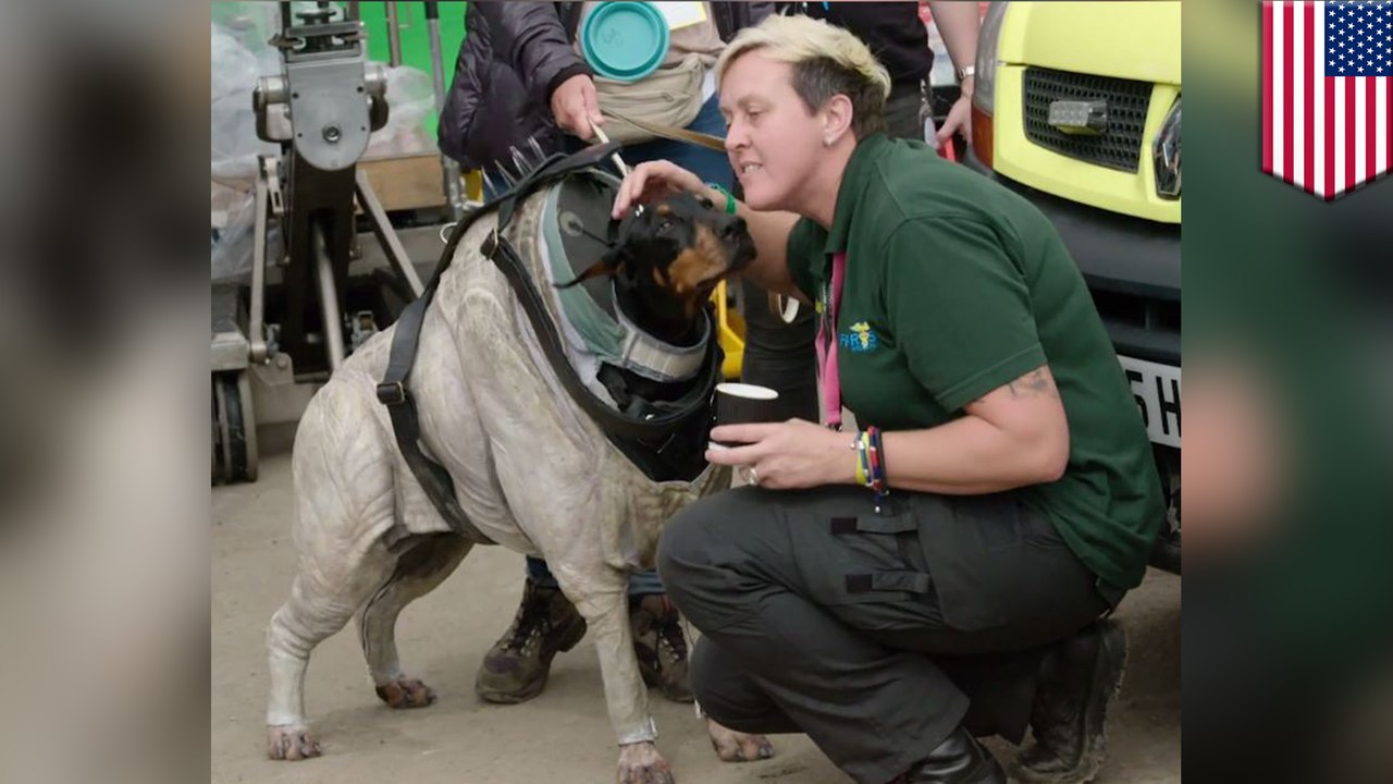 Dogs in BODYSUITS played Star Wars alien hounds in 'Solo'