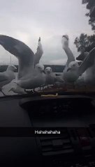 Mouettes vs Frites sur un tableau de bord
