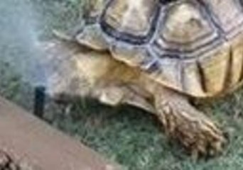 Tortoise Enjoys Cool-Down by Sprinkler