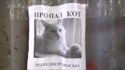 Illusion d'optique avec la photo d'un chat