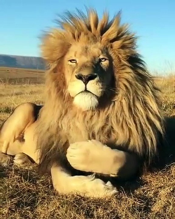 Un lion magnifique fait sa toilette dans la savane...