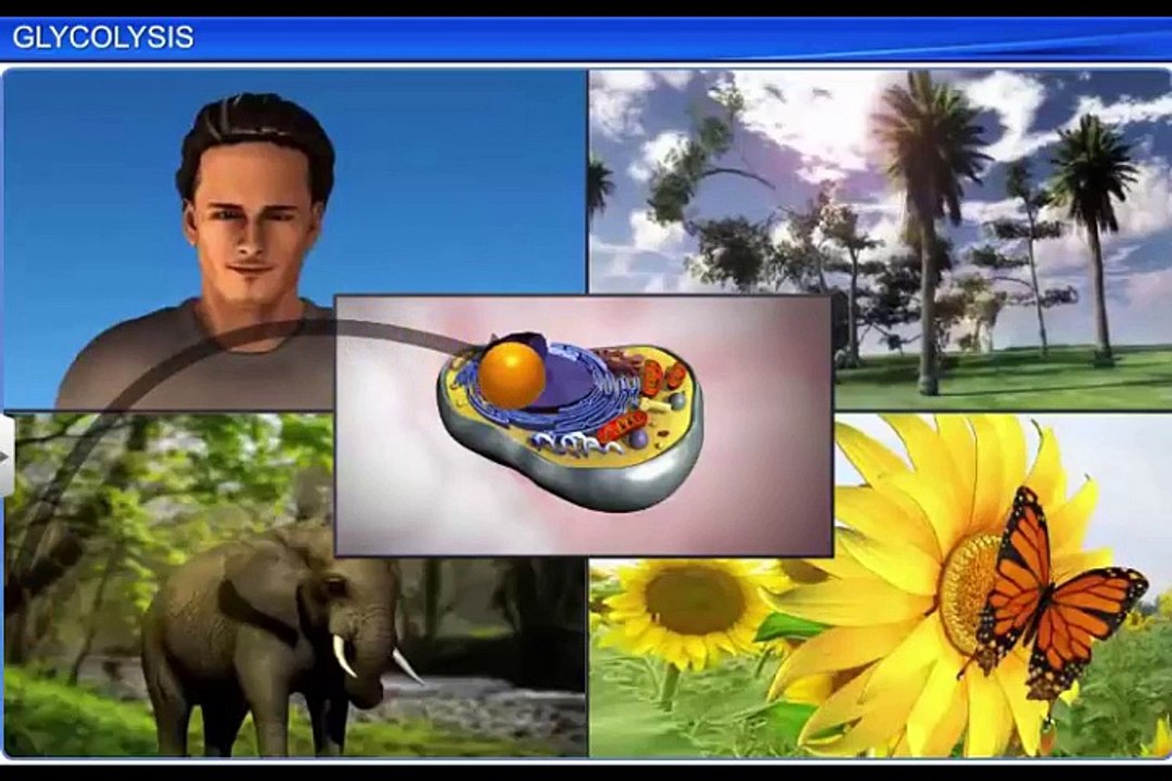 (2)CBSE Class 11 Biology, Respiration in Plants – 2, Glycolysis