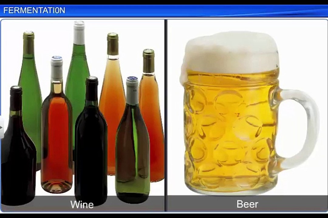 (3)CBSE Class 11 Biology, Respiration in Plants – 3, Fermentation