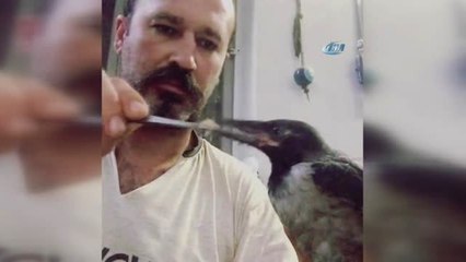 Kargası "Cafer"İ Elleriyle Besliyor