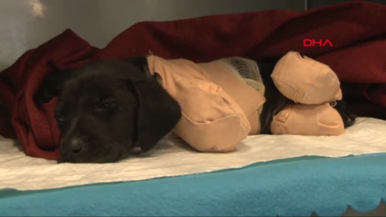 İstanbul Bacakları Kesilen Yavru Köpek İstanbul'da Ameliyat Edilecek
