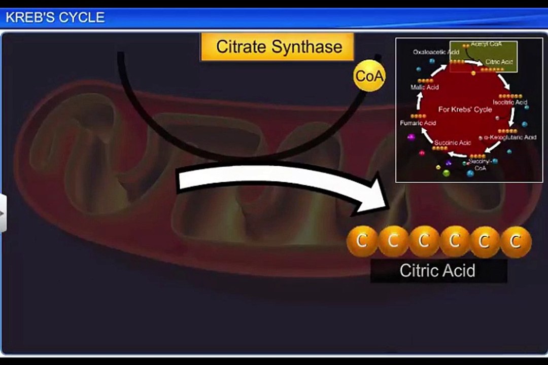 (4)CBSE Class 11 Biology, Respiration in Plants – 4, Krebs Cycle