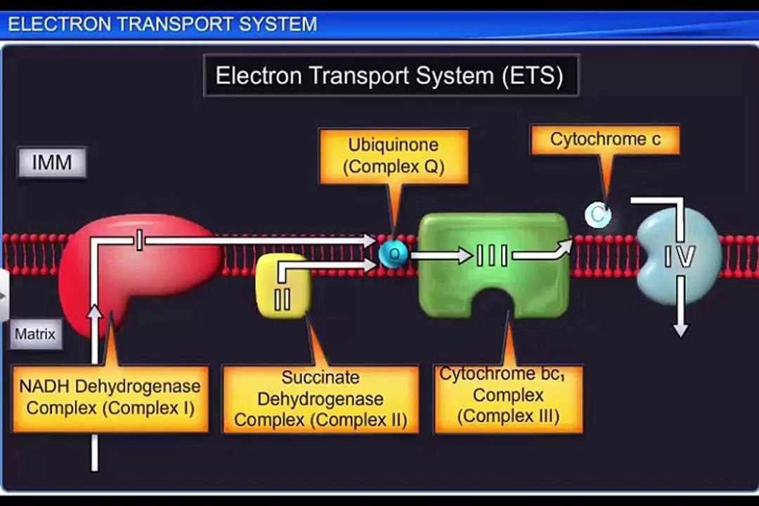 (5)CBSE Class 11 Biology, Respiration in Plants – 5, Electron Transport System