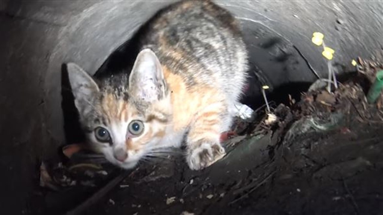 Katze in gefahr: tierretter befreien süßen stubentiger