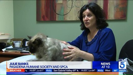 29-Pound Cat Dubbed 'Chubbs' Rescued from Busy California Street