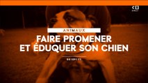 Faire promener et éduquer son chien