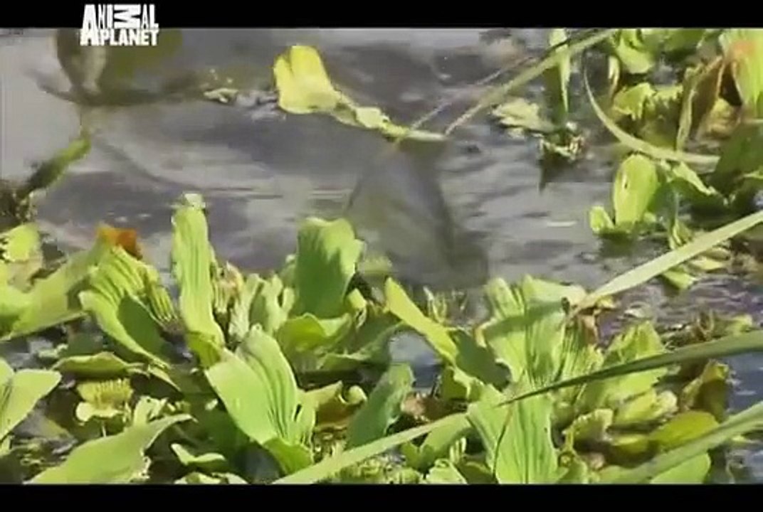 Animal Cops Miami - Manatee Rescue