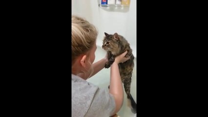 Cats Hate Water - Funny Cats in Water Compilation 2017