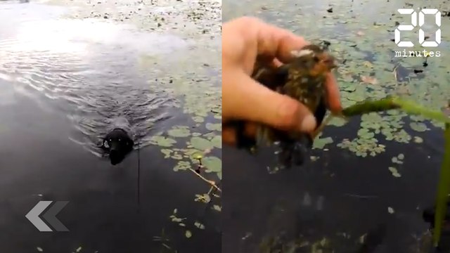 Ce chien sauve un oisillon de la noyade ! - Le Rewind du Vendredi 15 Juin 2018