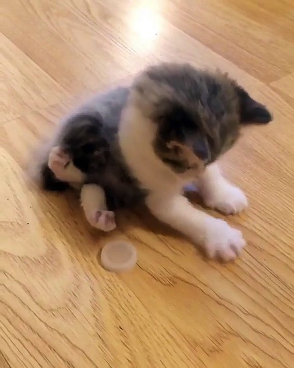 My new little kittie with 2 broken legs 2020