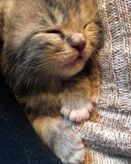 My little kittie sleeping like an angel