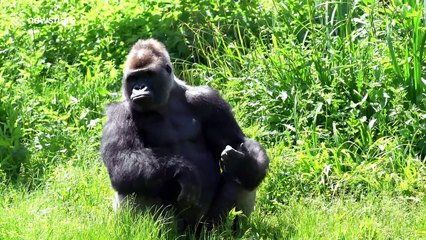 Silverback gorilla catches tomato like a pro