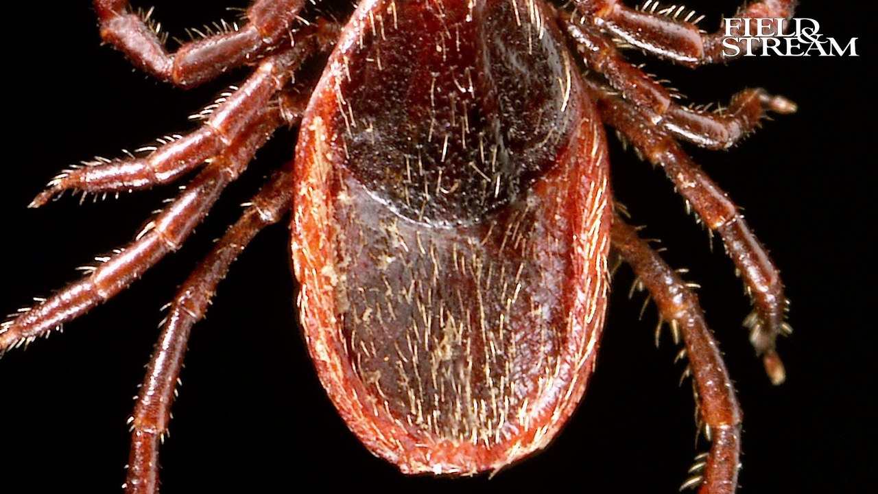 4 Nasty Facts About Deer Ticks