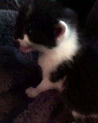 My little kittie looking for new house