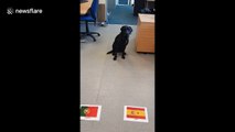 Ronaldo, look away now! Mollie the Labrador predicts outcome of Spain-Portugal