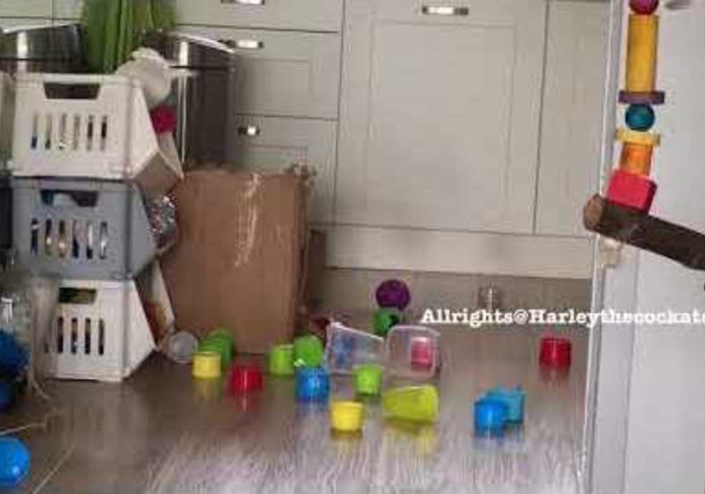 Harley the Cockatoo Makes a Mess While Cleaning Out Her Toy Box