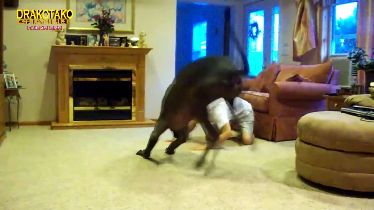 TOP 10 PERROS GUARDIANES MÁS EFECTIVOS DEL MUNDO __ 1ª Parte ___Full-HD