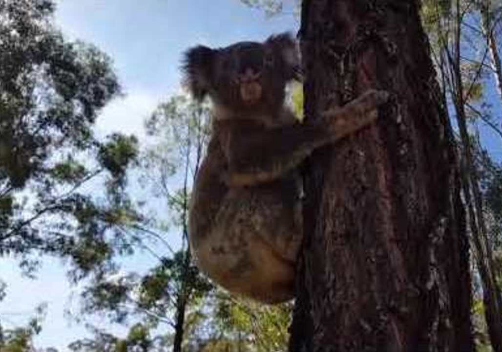 Adorable Koala is Released Back into the Wild
