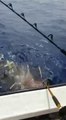 Un requin affamé vient dévorer le thon que ces pecheurs tentent de remonter dans le bateau