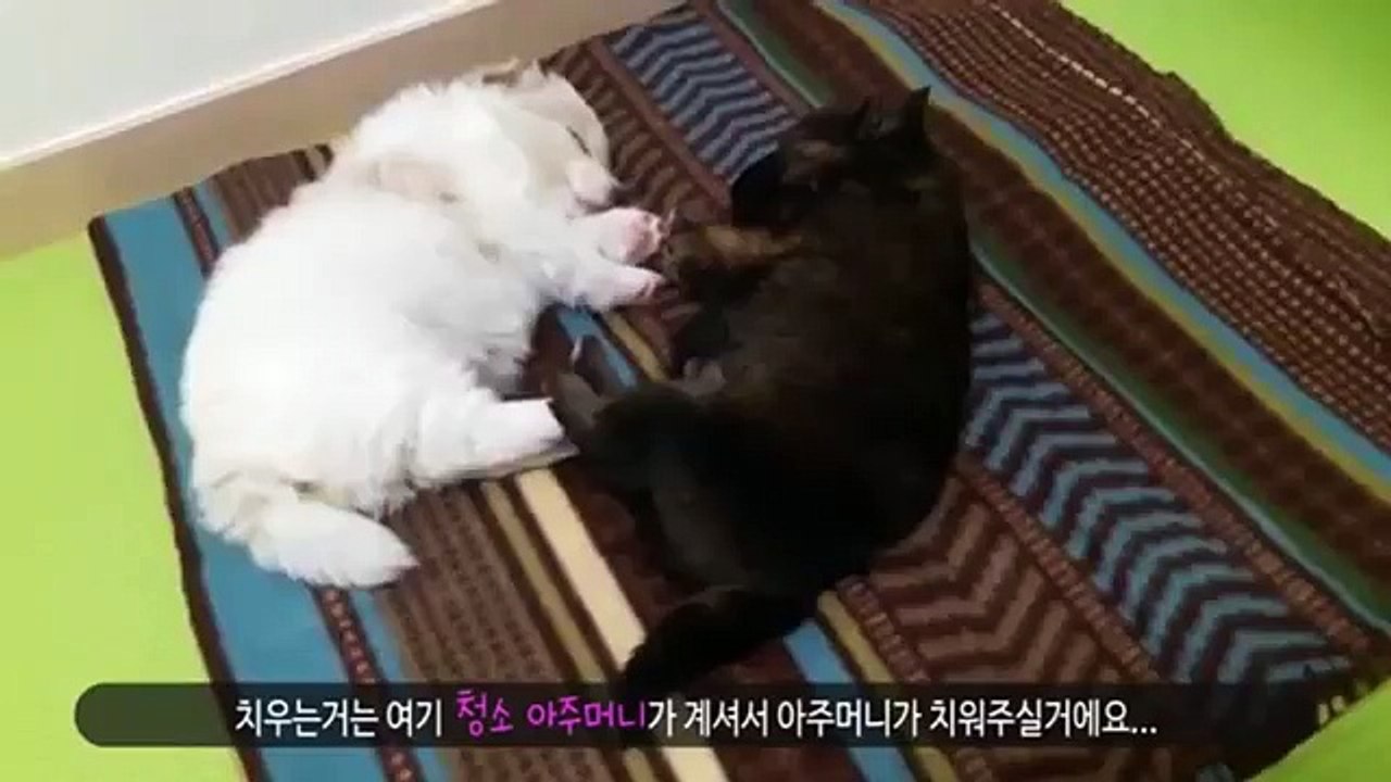 제주도콜걸 카톡:HIS55 {주소HIS34.NET} 제주도출장샵ベ일본인출장만남ベ제주도출장샵추천ベ제주도출장안마ベ출장마사지ベ제주도콜걸샵강추ベ제주도애인대행ベ제주도콜걸만남ベ제주도출장업소