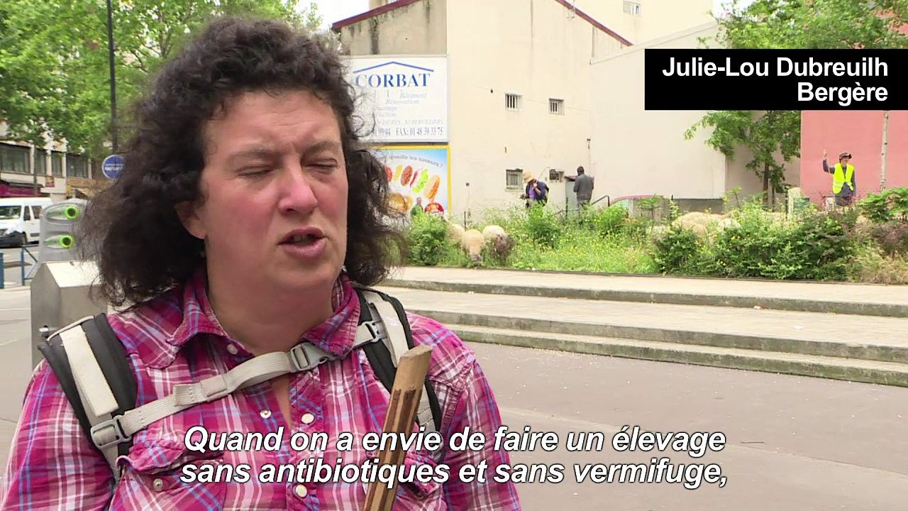 Mais que font ces moutons en ville ?