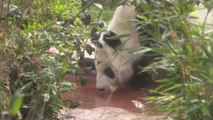 Panda mexicana Shuan Shuan cumple 31 años y es la más longeva fuera de China