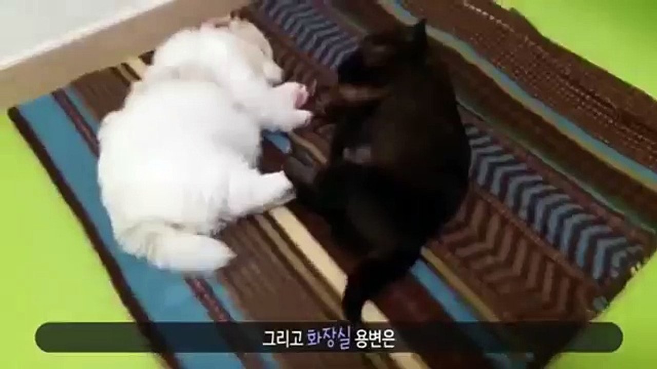 서산콜걸 카톡:HIS55 {주소HIS34.NET} 서산출장샵ヮ일본인출장만남ヮ서산출장샵추천ヮ서산출장안마ヮ출장마사지ヮ서산콜걸샵강추ヮ서산애인대행ヮ서산콜걸만남ヮ서산출장업소