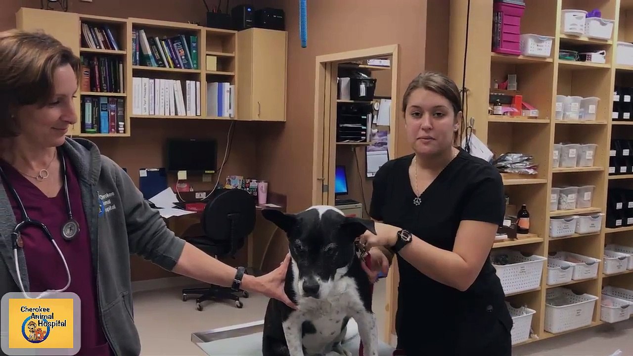 How to Brush Your Dog's Teeth | Cherokee Animal Hospital Canton Georgia