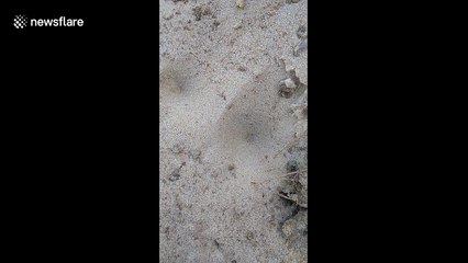 Startling moment an ant lion ambushes and drags ant under the sand