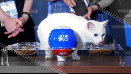 Meet Achilles: The Fortune Teller of Russia 2018