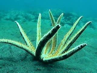 Une étoile de mer gigantesque filmée au Japon !