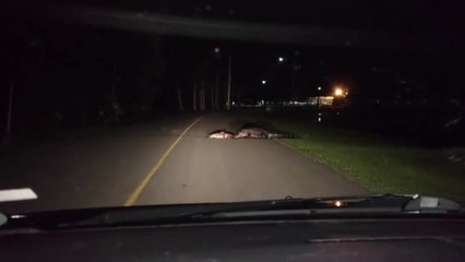 Il croise un alligator qui traine un énorme poisson au milieu de la route en Caroline du Nord