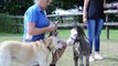 Ce mini cheval de la taille d'un chien est adorable