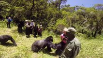 Très grosse frayeur pour cette touriste mise à terre par un énorme gorille