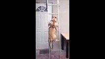 Doggy Easily Going Up And Down On A Vertical Ladder