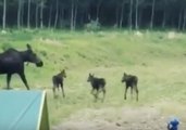 Young Moose Triplets Frolick Near Alberta Forest