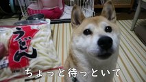 柴犬小春　【ASMR】和犬は月見ざるうどんをつるりと頂く！音フェチ・飯テロ　Shiba eats Udon